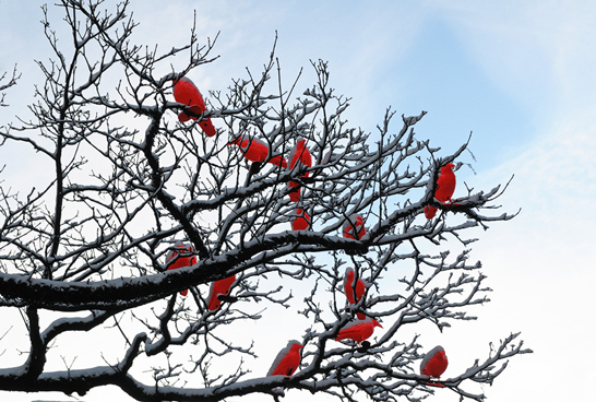 red-crows